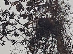 Terjebak Karhutla, Orang Utan di Km 24 Kobar Kini Hilang Jejak