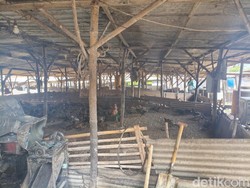 Balita di Sidoarjo Dirawat karena Pneumonia, Bau Peternakan Bebek Jadi Sorotan