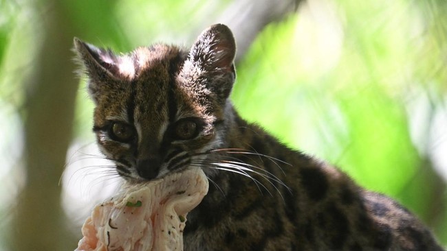 Tigrino, a wild cat of the newly identified species Leopardus tilcayo from Bolivia's Yungas region, the first new living cat species to be formally described in more than a century, walks among the trees at the Senda Verde Wildlife Sanctuary in Coroi