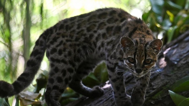 Tigrino, a wild cat of the newly identified species Leopardus tilcayo from Bolivia's Yungas region, the first new living cat species to be formally described in more than a century, walks among the trees at the Senda Verde Wildlife Sanctuary in Coroi