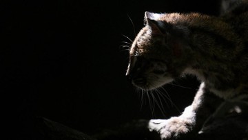 FOTO: Penampakan Spesies Kucing Baru di Hutan Bolivia
