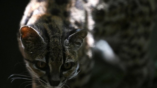 Tigrino, a wild cat of the newly identified species Leopardus tilcayo from Bolivia's Yungas region, the first new living cat species to be formally described in more than a century, walks among the trees at the Senda Verde Wildlife Sanctuary in Coroi