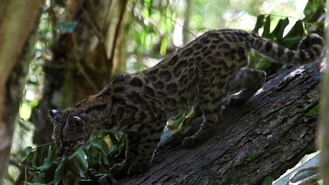 Tigrino, a wild cat of the newly identified species Leopardus tilcayo from Bolivia's Yungas region, the first new living cat species to be formally described in more than a century, walks among the trees at the Senda Verde Wildlife Sanctuary in Coroi