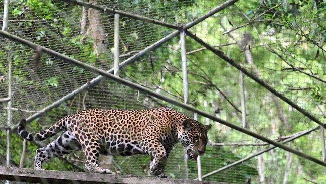 A jaguar walks on a wooden plank at the Senda Verde Wildlife Sanctuary, home to Tigrino, a wild cat of the newly identified species Leopardus tilcayo from Bolivia's Yungas region, the first new living cat species to be formally described in more than