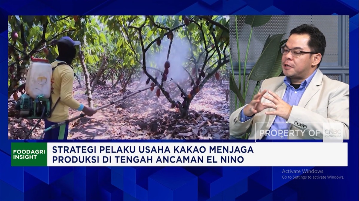 Video:Harga Kakao Melonjak, Petani Makin Sejahtera dan Rajin Rawat Kebun