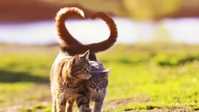 Kucing yang sedang berahi memang jadi banyak tingkah. Kalau kamu ingin menghindari kehamilan yang tak diinginkan, sebaiknya ketahui apa saja cirinya.
