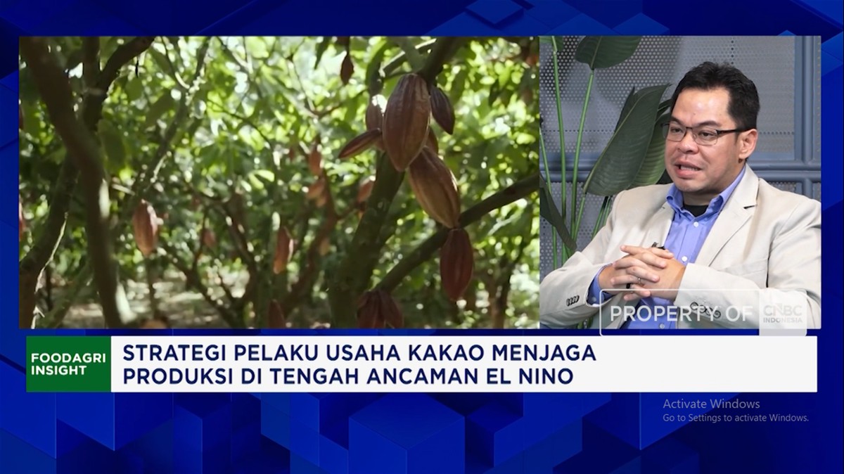 Video: Pengusaha Ungkap Efek Kemarau Panjang - Hama ke Produksi Kakao