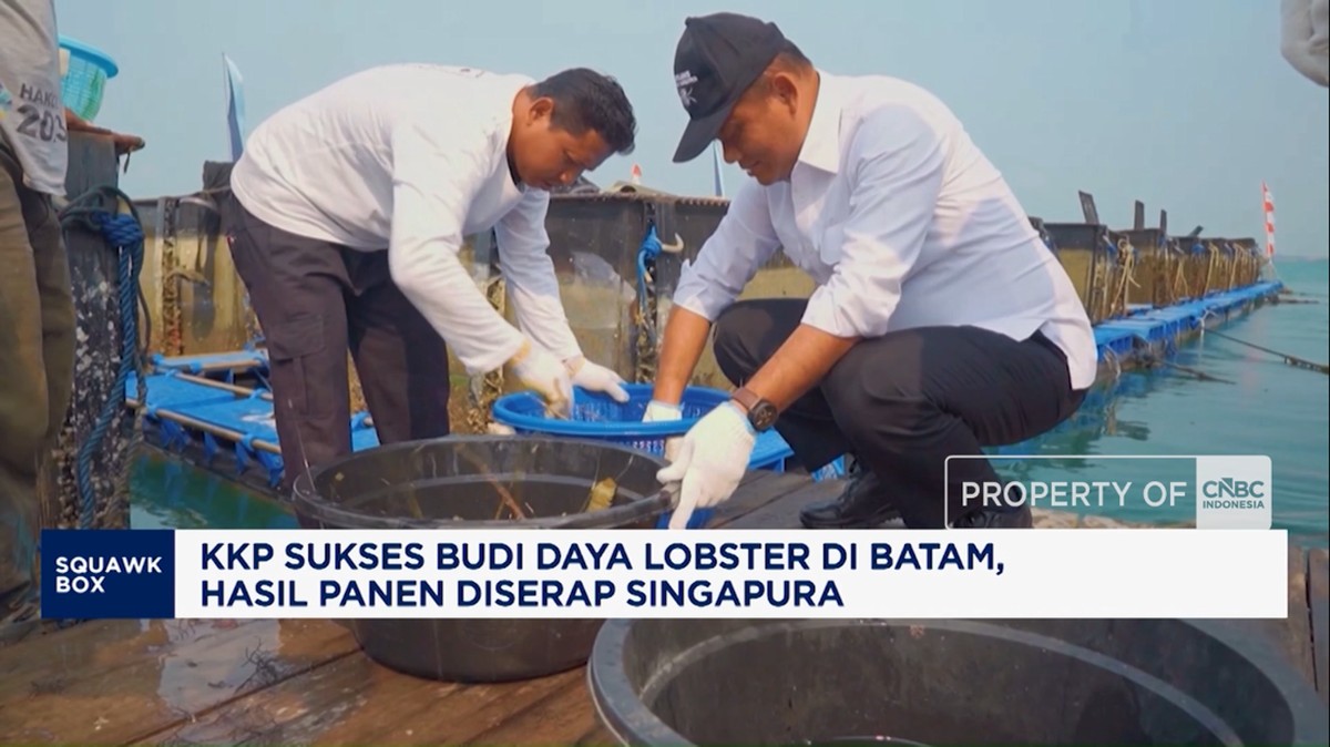 KKP Sukses Budi Daya Lobster di Batam, Hasil Panen Diserap Singapura