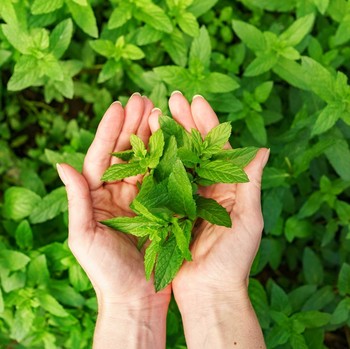 4 Manfaat Menggunakan Daun Mint untuk Rambut