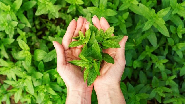 Manfaat Menggunakan Daun Mint untuk Rambut