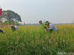 Pertamina Genjot Hasil Panen Petani di Indramayu