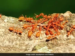 Unik! Warga India Bikin Sambal dari Semut Merah