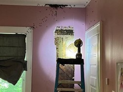 Anak Ngaku Ada Monster di Kamarnya, Ternyata 65.000 Ekor Lebah Bersarang!