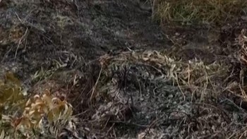 thumbnail video wanita penjaga hutan kalimantan