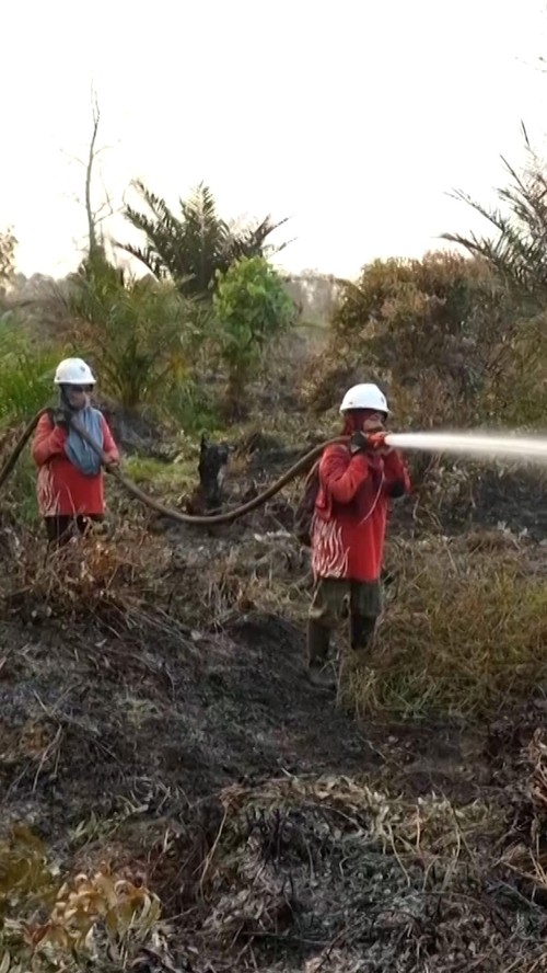 thumbnail video wanita penjaga hutan kalimantan