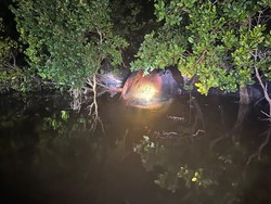 Bangkai Diduga Paus 8 Meter Terdampar di Tepian Sungai Bahale Inhil