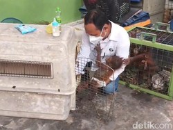 2 Bayi Orang Utan Dinas dan Mumi Masih Dirawat di BKSDA Pangkalan Bun