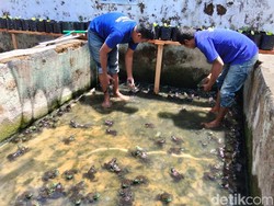 Cuan! Napi di Lapas Magelang Dilatih Ternak Katak Bullfrog