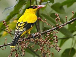 Mengenal Kepodang, Burung Pesolek Identitas Jateng dan Mitos Anak Rupawan