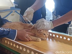 500 Hewan Peliharaan di Tulungagung Divaksin Rabies Gratis