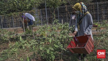 Sejumlah warga beraktivitas di area pertanian Kampung Bayam Madani, Tanjung Priok, Jakarta Utara, Selasa (15/9). (CNN Indonesia/Febria Adha L).