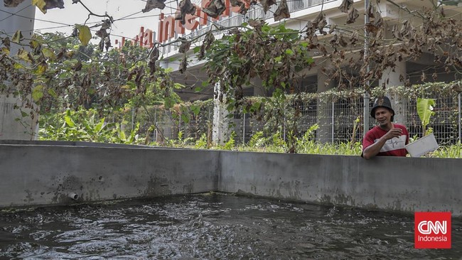 Sejumlah warga beraktivitas di area pertanian Kampung Bayam Madani, Tanjung Priok, Jakarta Utara, Selasa (15/9). (CNN Indonesia/Febria Adha L).