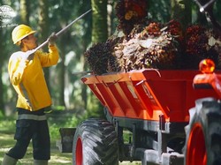 Laba Bersih Astra Agro Lestari Tembus Rp 1,1 Triliun di Semester I 2026