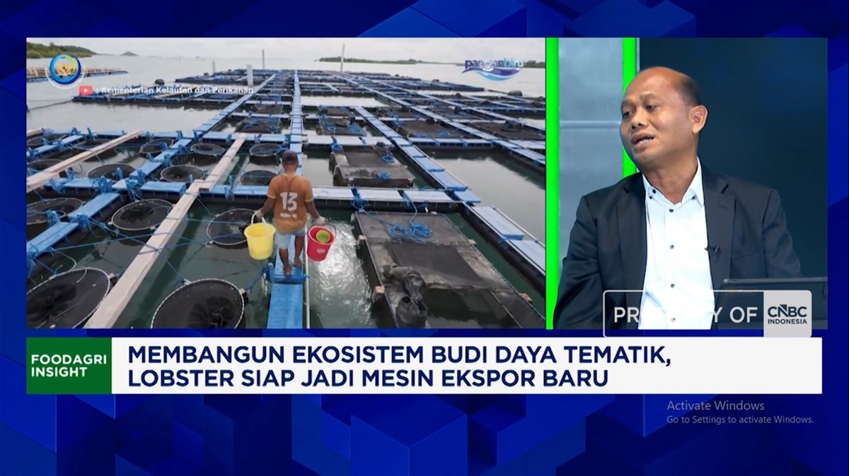 Video: Incar Ekspor ke China-Jepang, KKP Perluas Budi Daya Lobster Cs