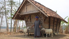 Seorang warga membawa hewan ternaknya di depan leuit, lumbung padi tradisional khas Sunda di Kampung Korod, Kecamatan Cibarusah, Kabupaten Bekasi.