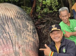 Paus Sepanjang 10 Meter Mati Terdampar di Inhil