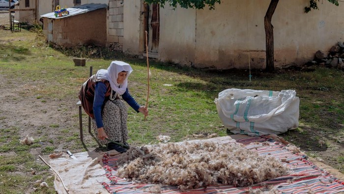 Praktik pembuatan wol harus berkelanjutan dan bebas animal cruelty