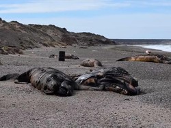 Video Puluhan Bangkai Anak Paus Terdampar di Pantai Argentina Bikin Bingung