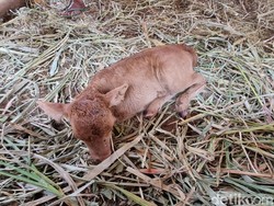 Penampakan Pedhet Berkaki Dua Milik Peternak Sapi di Imogiri Bantul