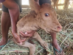Unik! Sapi di Imogiri Bantul Lahirkan Pedhet Berkaki Dua