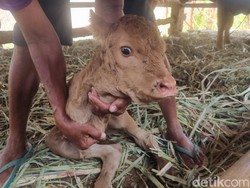 Cuma Punya 2 Kaki, Anak Sapi di Imogiri Kini Menyusu Pakai Dot