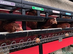 Gampang-gampang Susah Pelihara Sendiri Ayam Petelur di Rumah