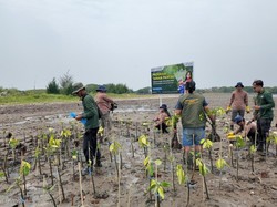 269 Ribu Mangrove Ditanam di Pantura, Lahan Mati Disulap Jadi Sawah