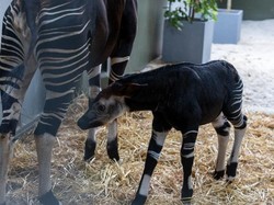 Okapi Pertama di Asia Tenggara Lahir di Singapura, Warganet Diajak Beri Nama