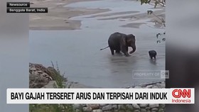 bayi gajah India, bayi gajah diselamatkan,
