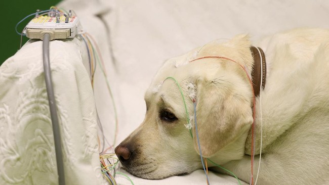 Studi Ungkap Otak Anjing Merespons Ucapan Seperti Halnya Manusia