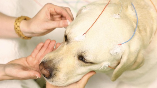 Studi Ungkap Otak Anjing Merespons Ucapan Seperti Halnya Manusia