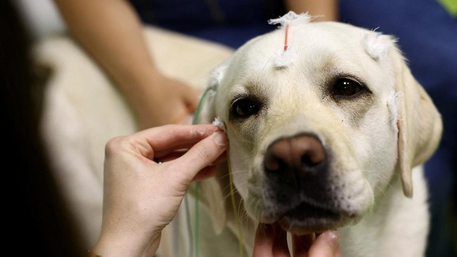 Studi Ungkap Otak Anjing Merespons Ucapan Seperti Halnya Manusia