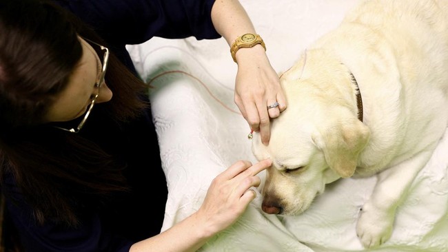 Studi Ungkap Otak Anjing Merespons Ucapan Seperti Halnya Manusia