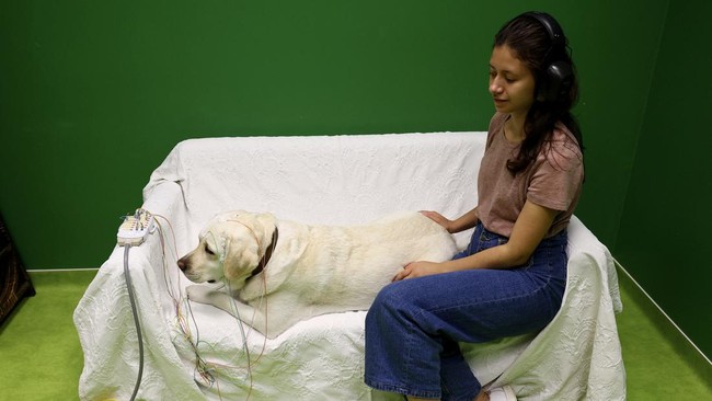 Studi Ungkap Otak Anjing Merespons Ucapan Seperti Halnya Manusia