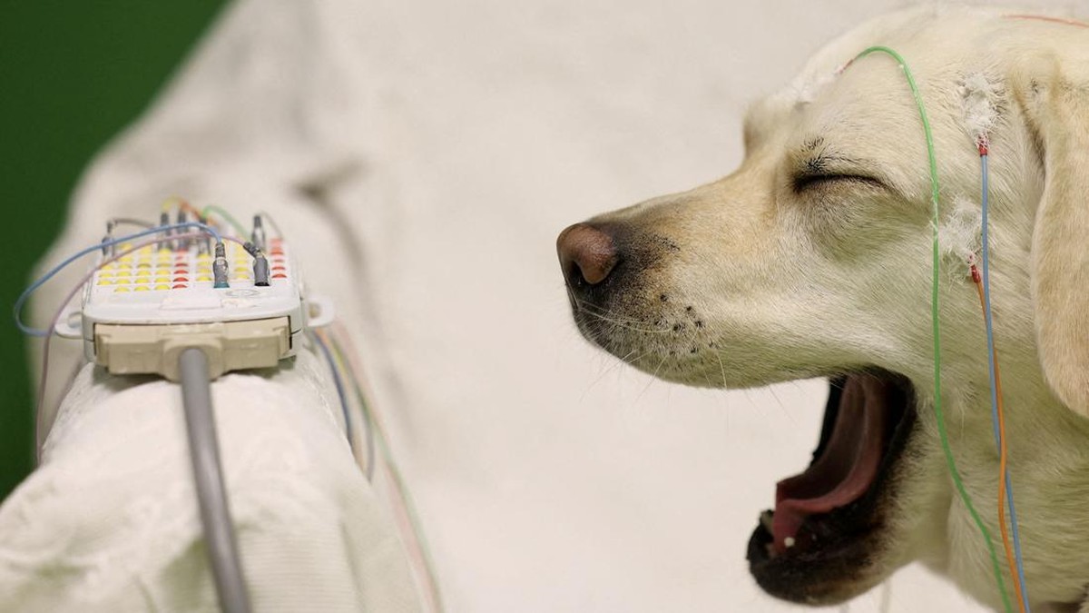 Studi Ungkap Otak Anjing Merespons Ucapan Seperti Halnya Manusia