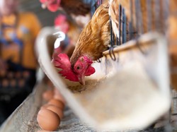 Mau Piara Ayam Petelur di Rumah? FOMO Aja Nggak Cukup, Ini yang Penting Disiapkan