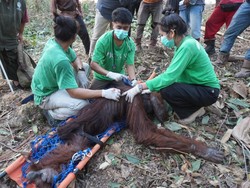 Dua Orang Utan Jantan Ditemukan Keluar Hutan di Kaltim, Satu Malnutrisi Berat