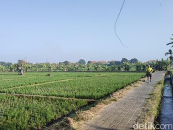 Asyiknya Weekend di Subak Sembung Denpasar, Lari Pagi dengan Latar Sawah