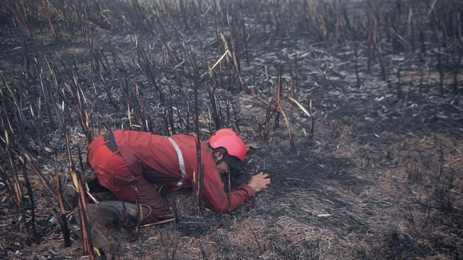 40 Ribu Balita Kena ISPA Akibat Asap Karhutla