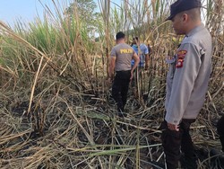Geger Warga Temukan Tengkorak Manusia di Kebun Tebu Boalemo